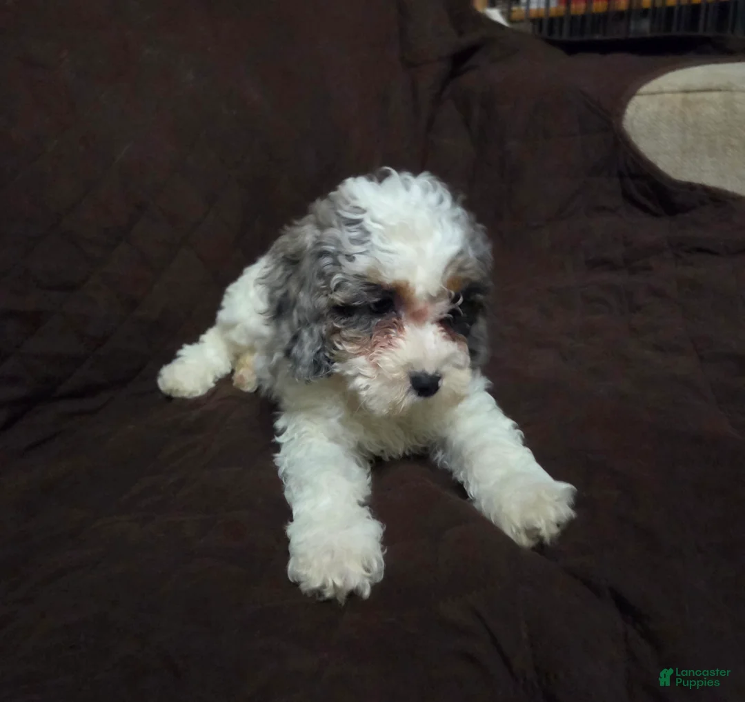 Cockapoo dogs for sale: Sarah - Ad 18