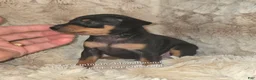 Miniature Pinscher dogs for sale:  Matt black and rust  - Ad 8