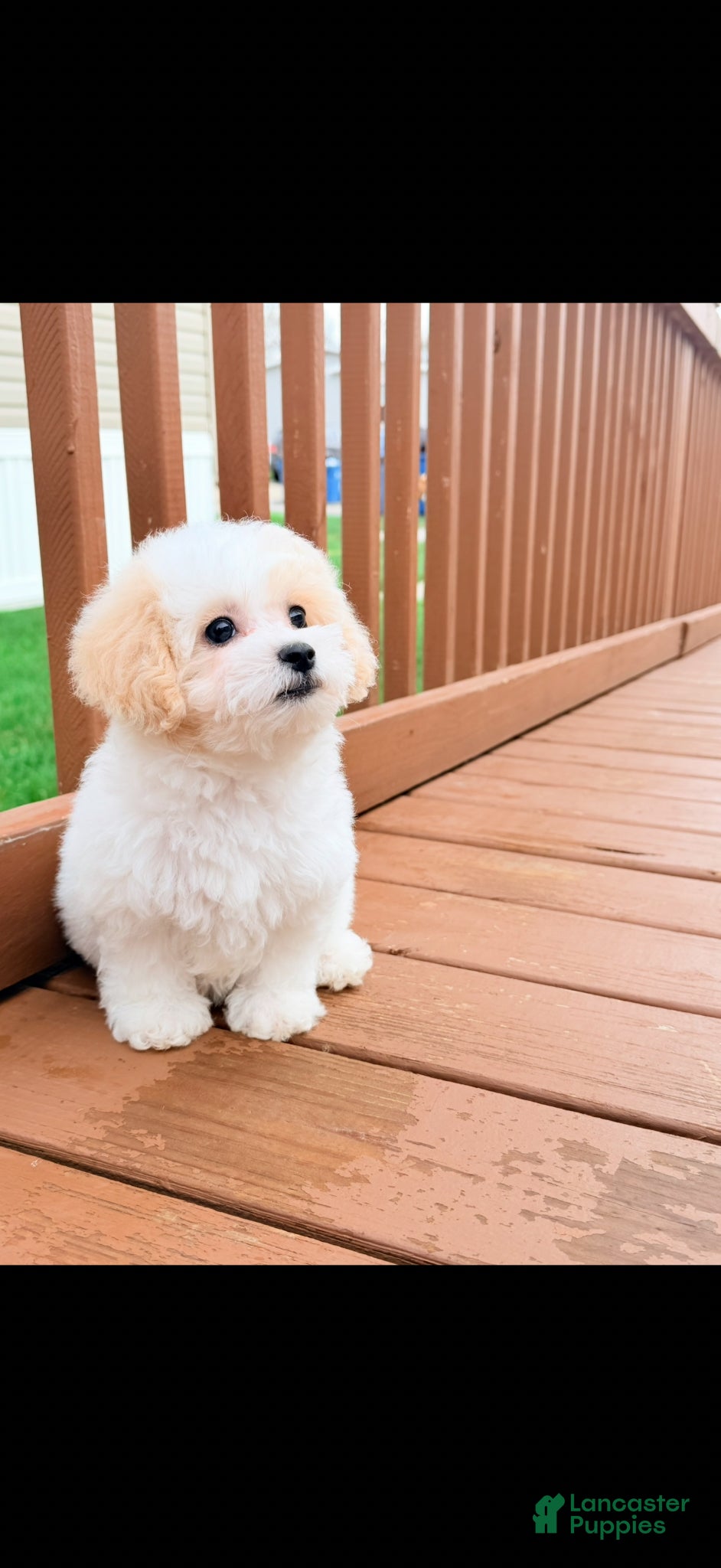 Shihpoo dogs Shihpoo Puppy 1 - Ad 1