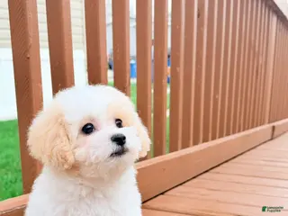 Shihpoo dogs for sale: Shihpoo Puppy 1 - Ad 1