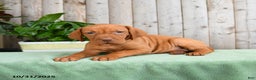 Vizsla dogs for sale: Harmony - Ad 3