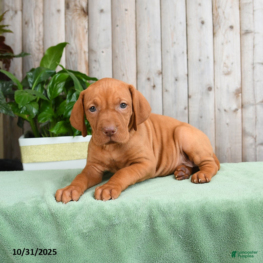 Vizsla dogs for sale: Harmony - Ad 3
