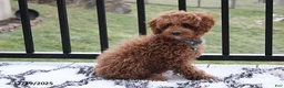 Toy Poodle dogs for sale: Patrick - Ad 18