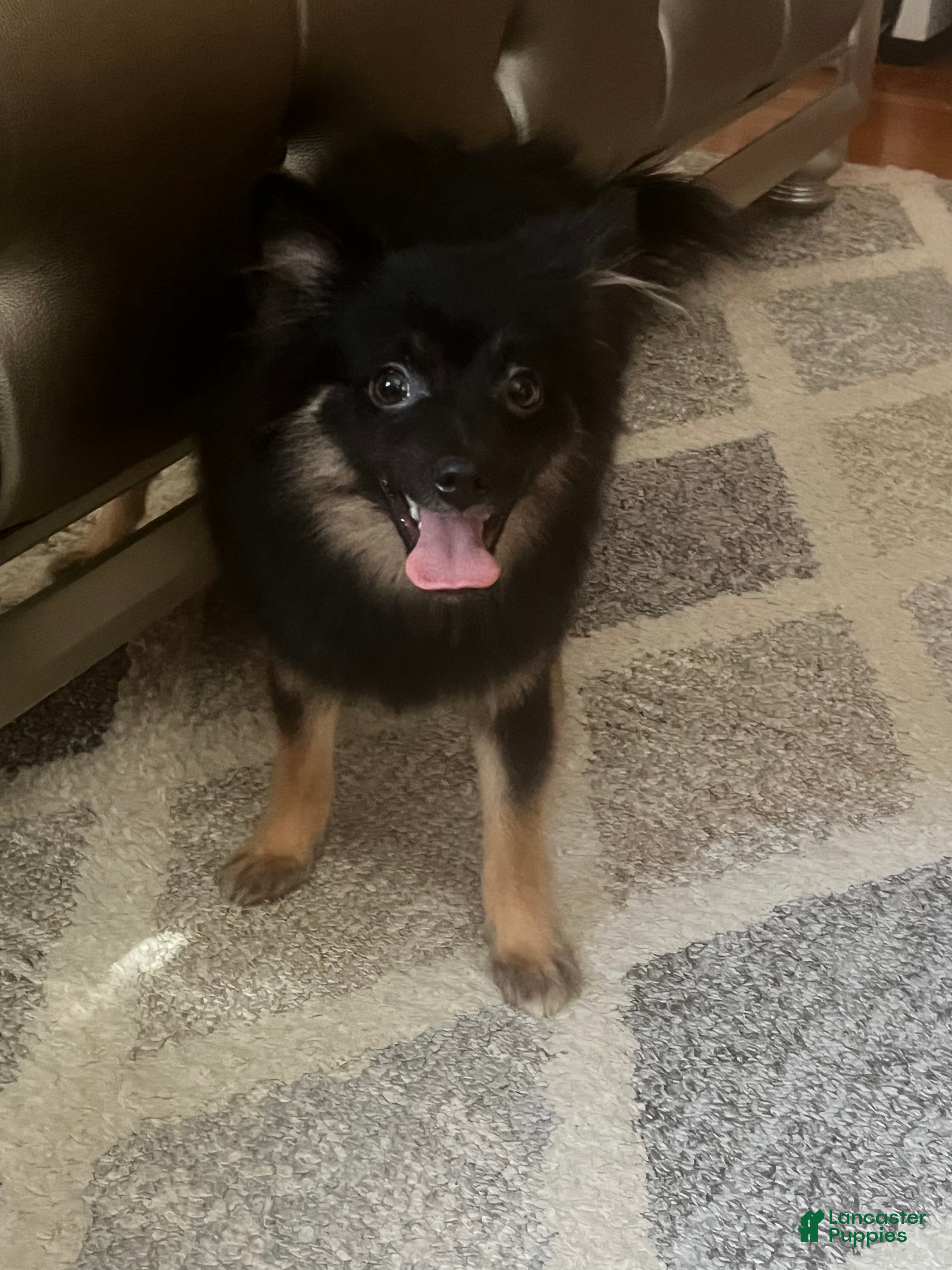 Pomeranian dogs Phoenix - Ad 11