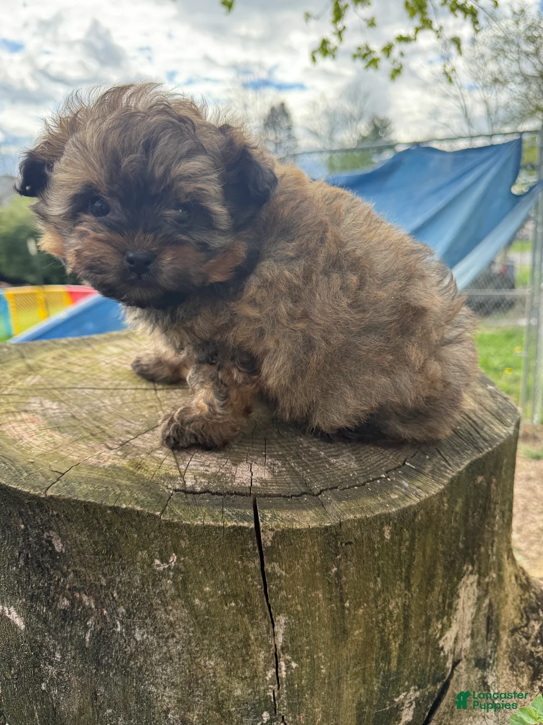Pomapoo dogs for sale: Pomapoo Puppy 1 - Ad 2