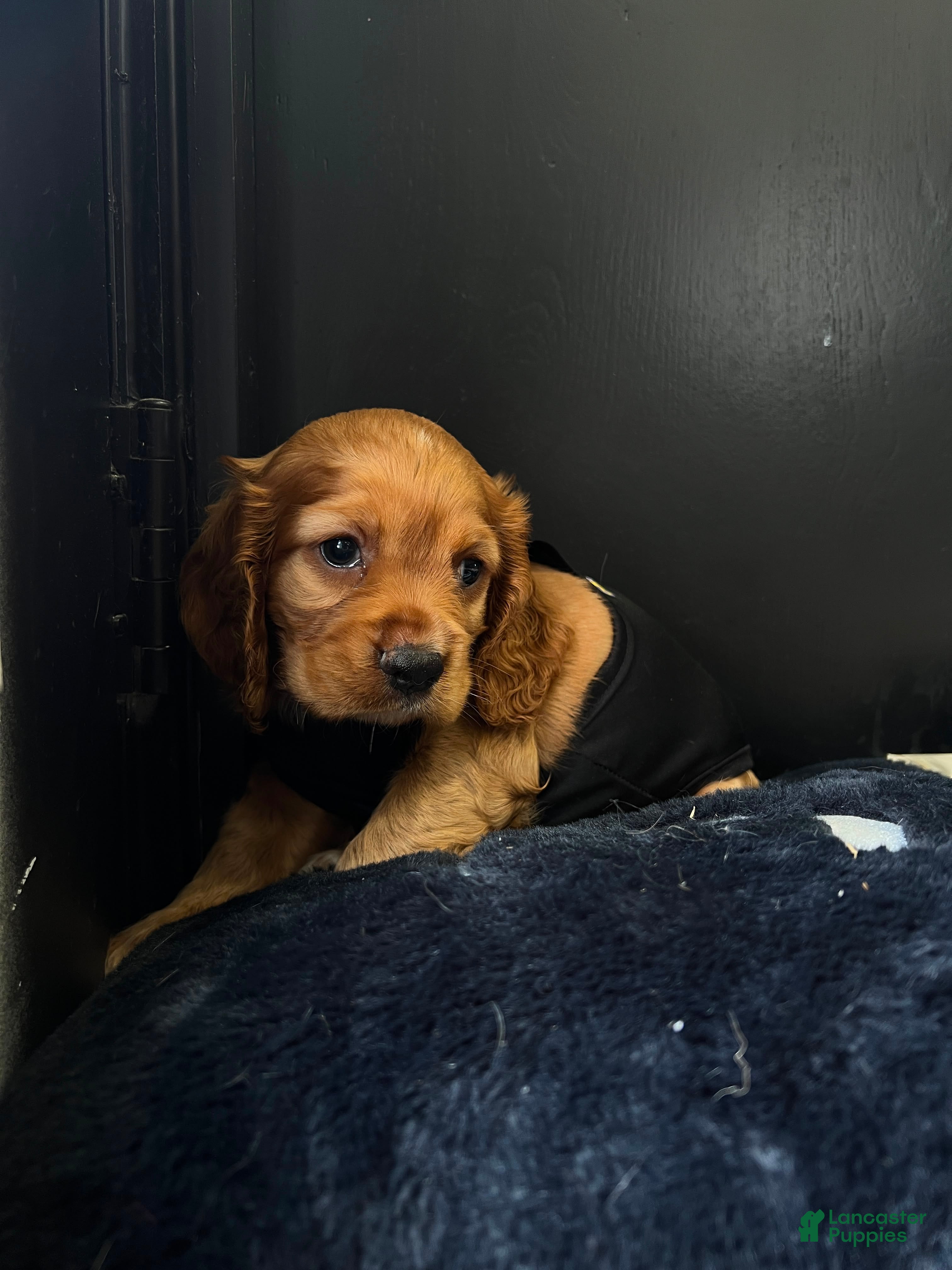 Cocker Spaniel dogs Bear - Ad 7