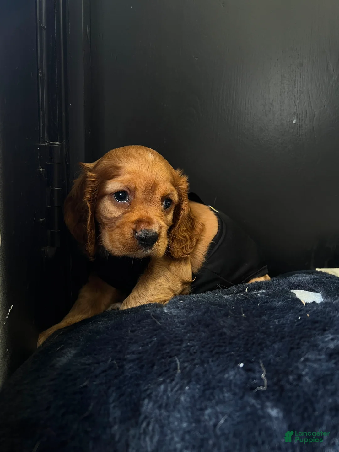 Cocker Spaniel dogs for sale: Bear - Ad 1