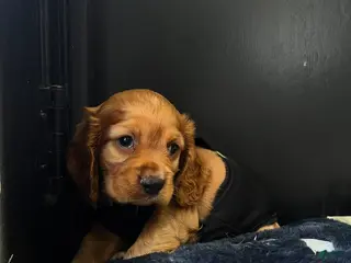 Cocker Spaniel dogs Bear - Ad 7