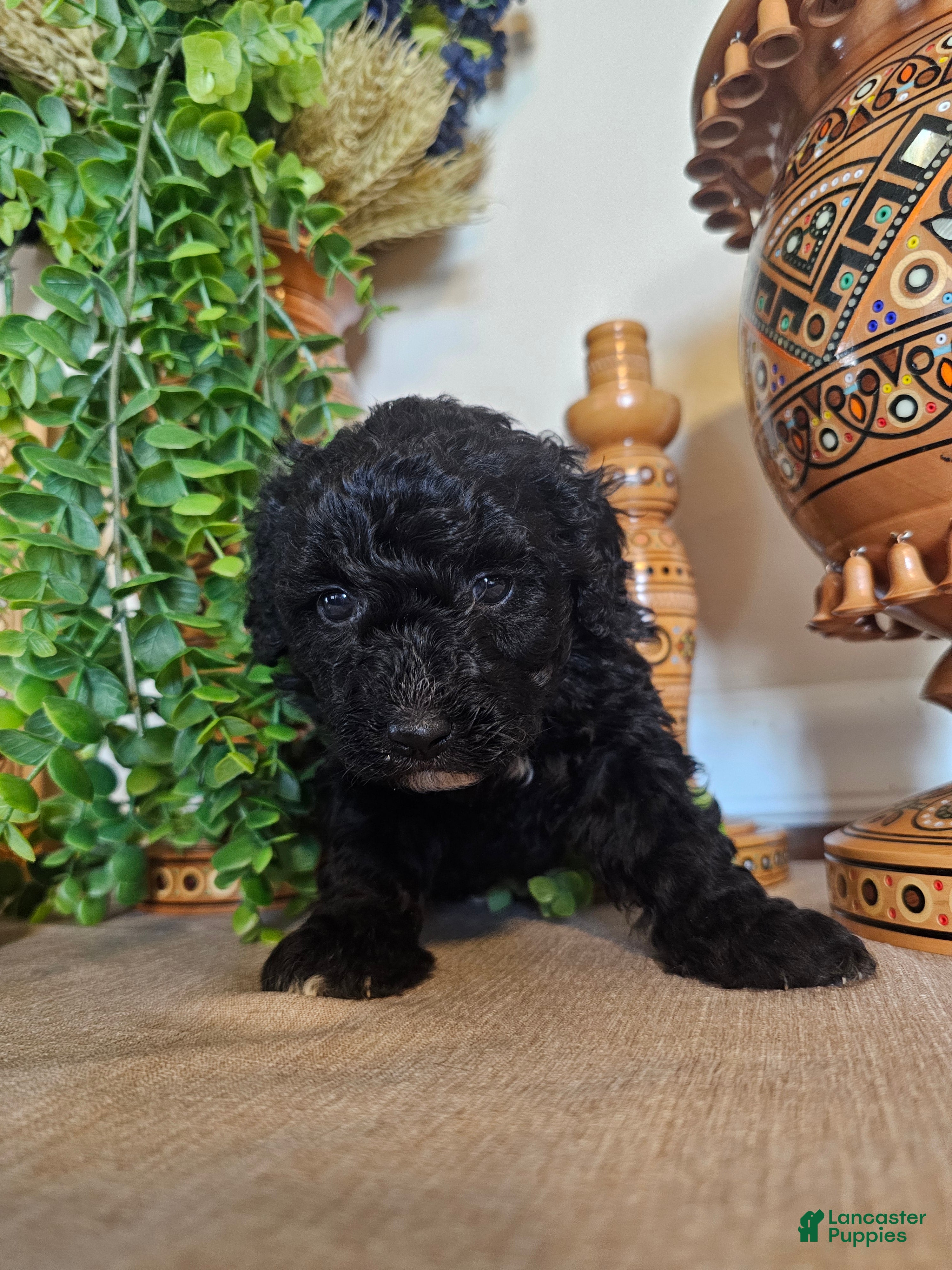 Mini Goldendoodle dogs BlueBell - Ad 2