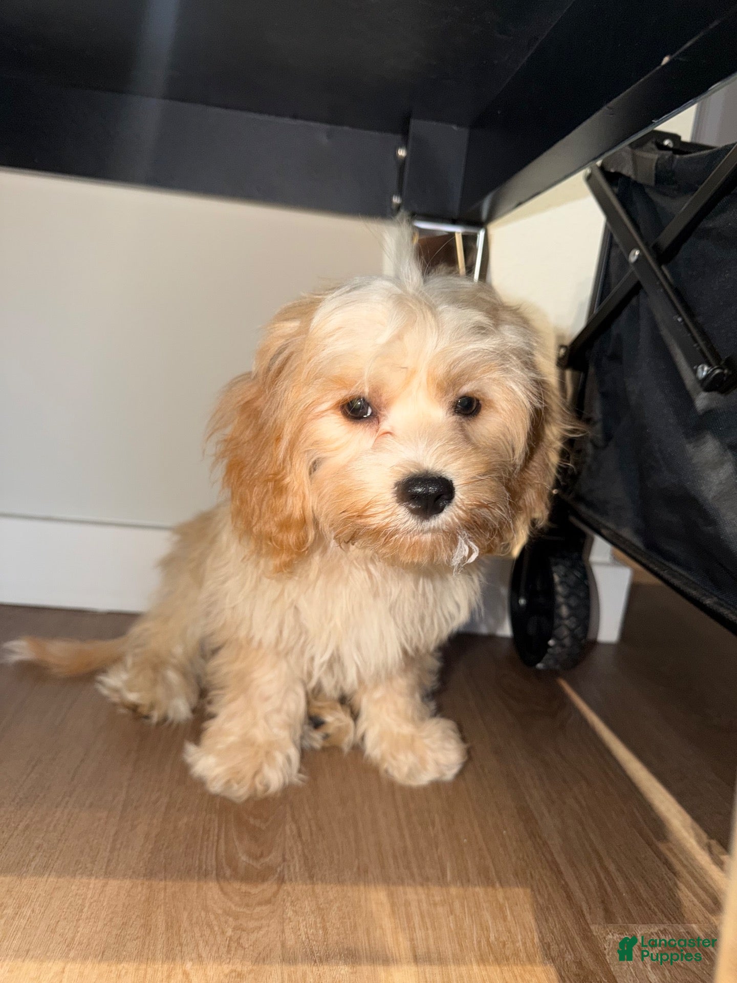 Cavapoo dogs Cavapoo 1 - Ad 15