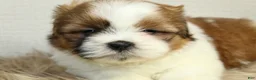 Shih Tzu dogs for sale: Cupcake - Ad 4