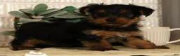 Yorkshire Terrier dogs for sale: Wags - Ad 5