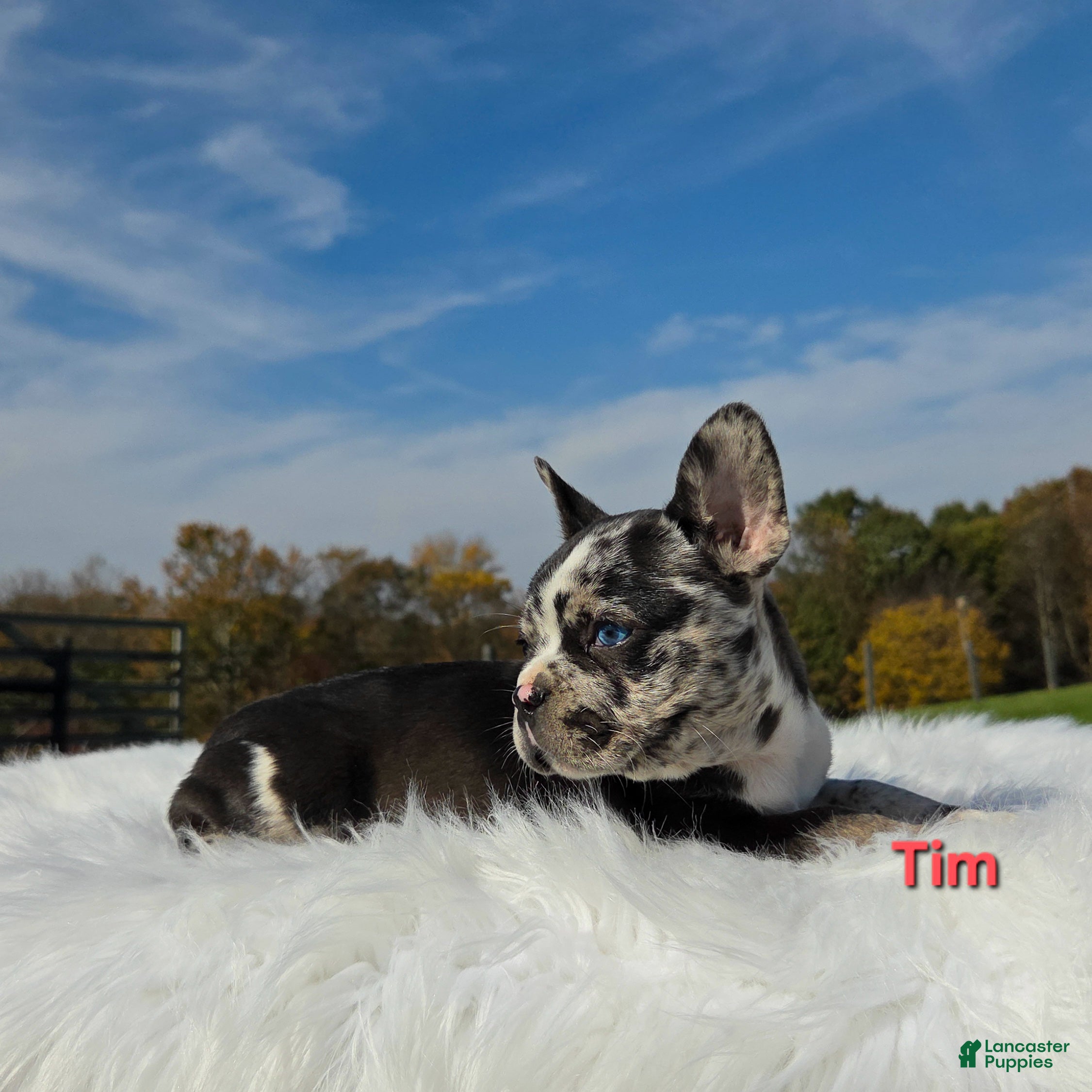 Mixed Breed dogs for sale: Tim - Ad 2