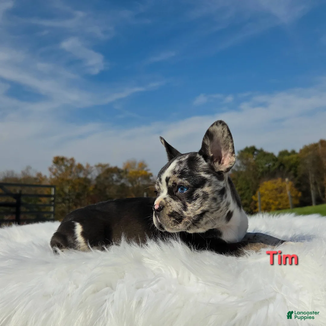 Mixed Breed dogs for sale: Tim - Ad 2