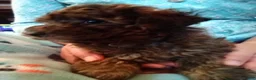 Havapoo dogs for sale: Nile - Ad 4