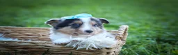 Mixed Breed dogs for sale: Graham🐶 - Ad 16