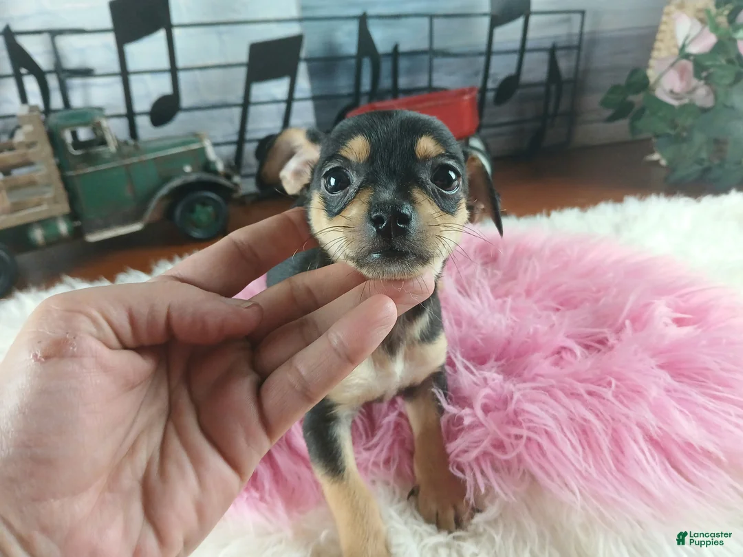 Chihuahua dogs for sale: Chihuahua 4 - Ad 2