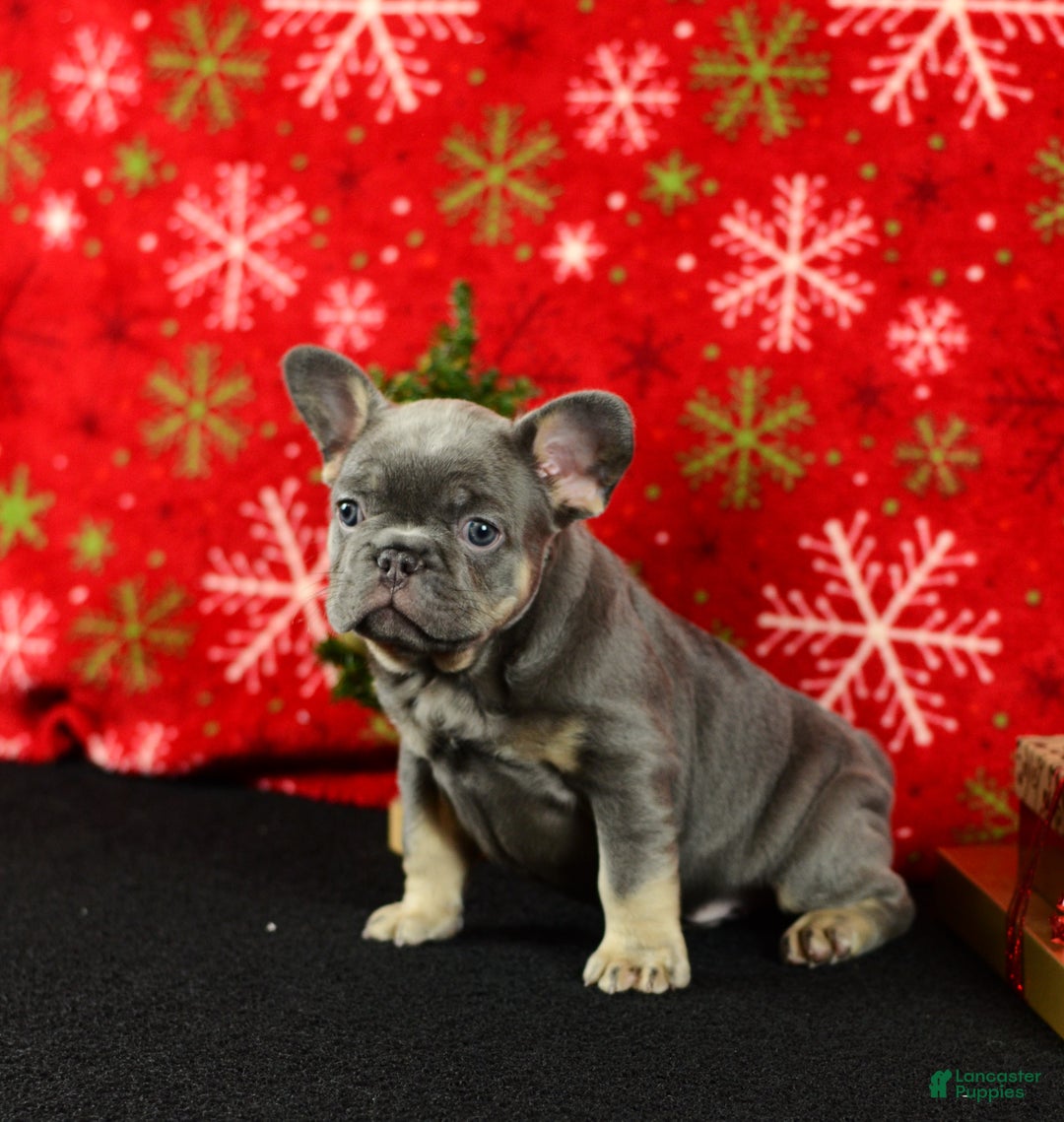 French Bulldog dogs for sale: Rocky - Ad 3