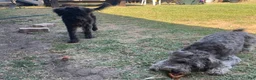 Miniature Schnauzer dogs for sale: Miniature Schnauzer 3 - Ad 2