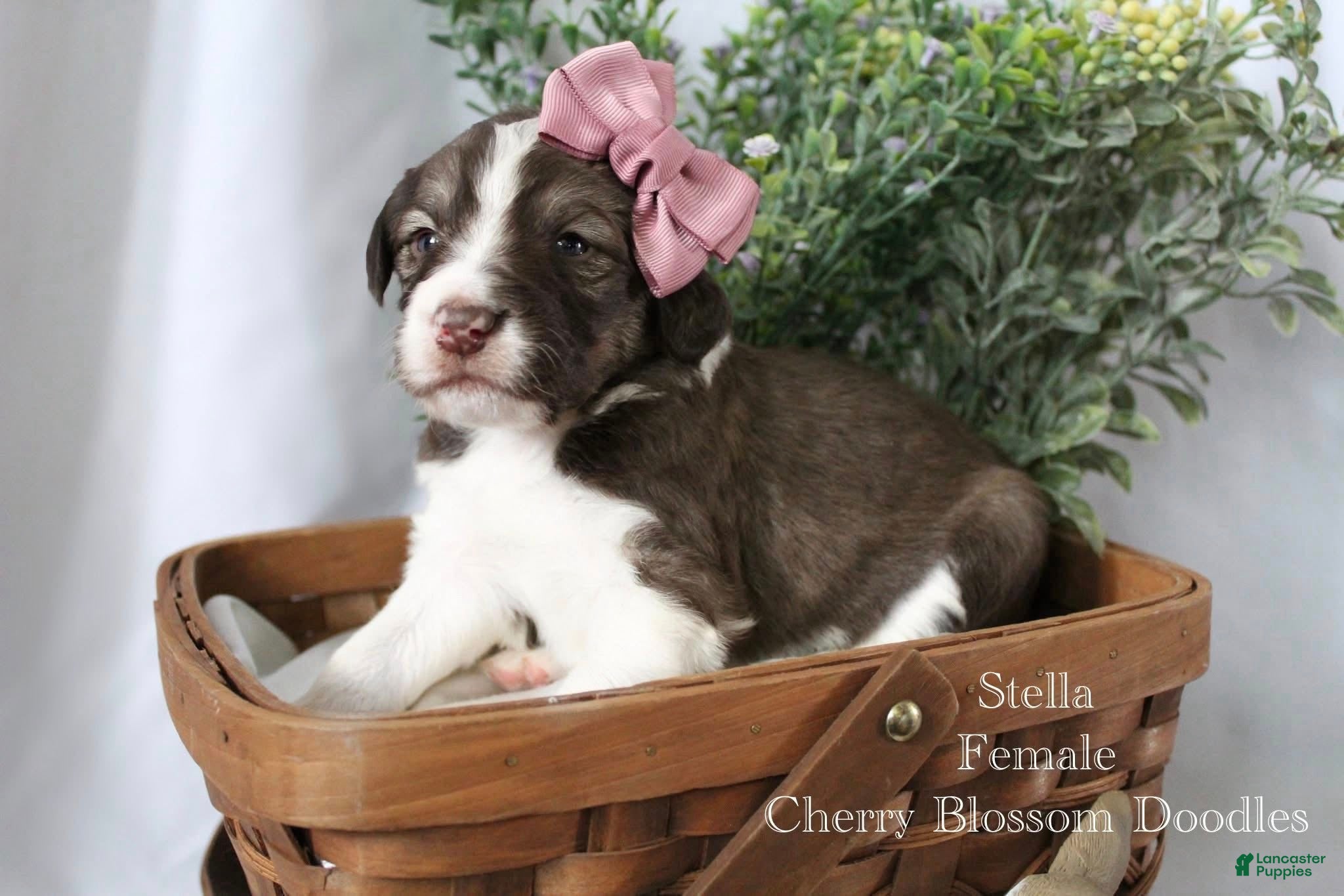 Bordoodle dogs Stella - Ad 11