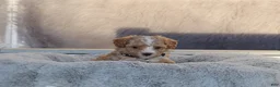 Havapoo dogs for sale: Zoey 🌷 Toy/Minature - Ad 25