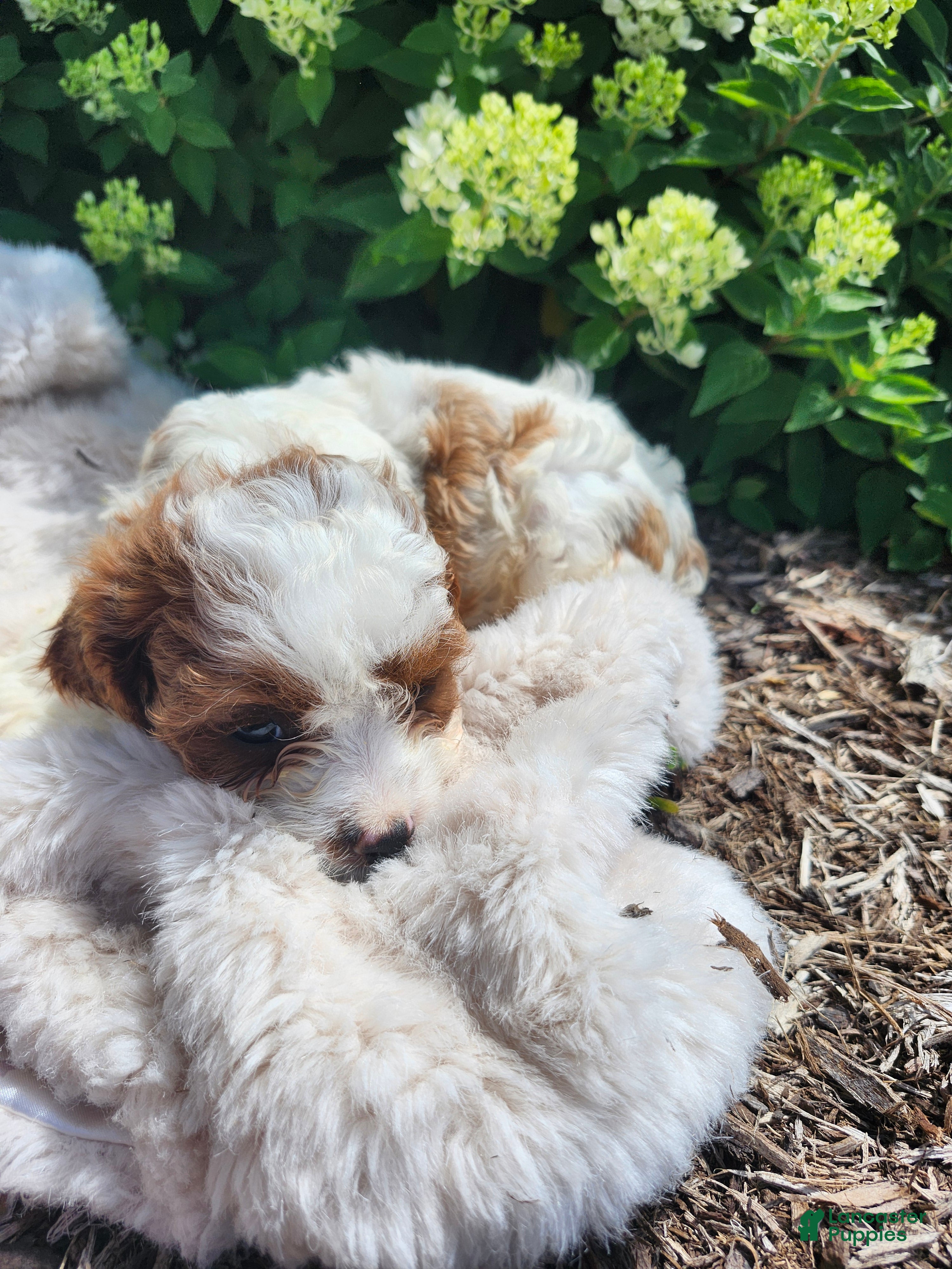 Cavapoo dogs Ralph  - Ad 2