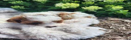Cavapoo dogs for sale: Ralph  - Ad 3