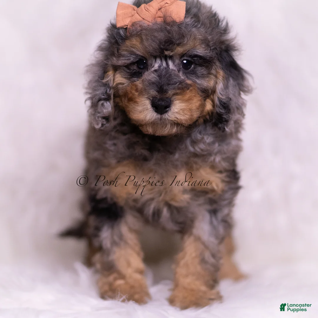 Toy Poodle dogs for sale: Verde - Ad 5