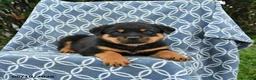 Rottweiler dogs for sale: Moose - Ad 3