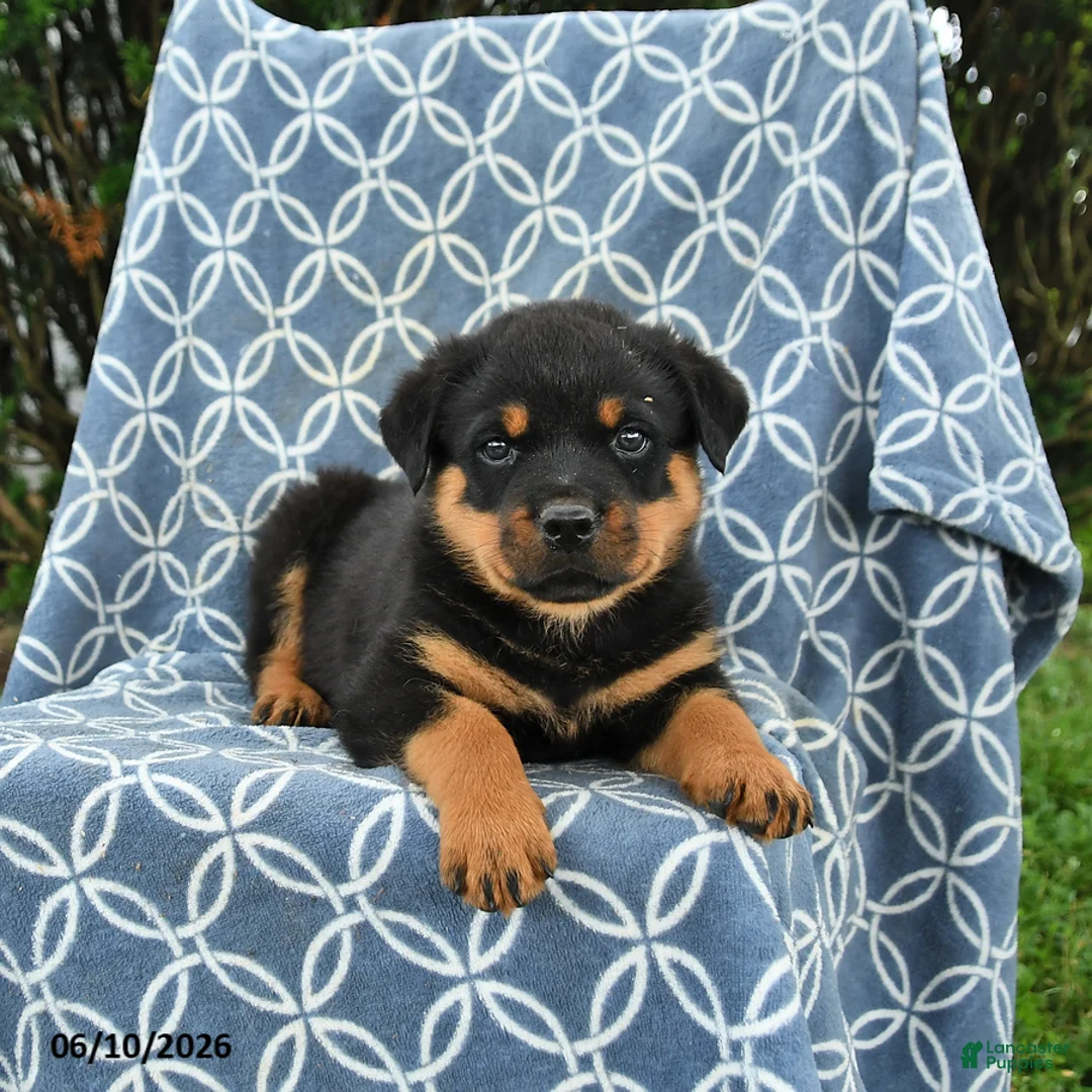 Rottweiler dogs for sale: Moose - Ad 3
