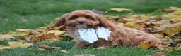 Cavapoo dogs for sale: Selia - Ad 6