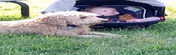 Mini Goldendoodle dogs for sale: Mountain Goldendoodle - Hazel - Ad 24