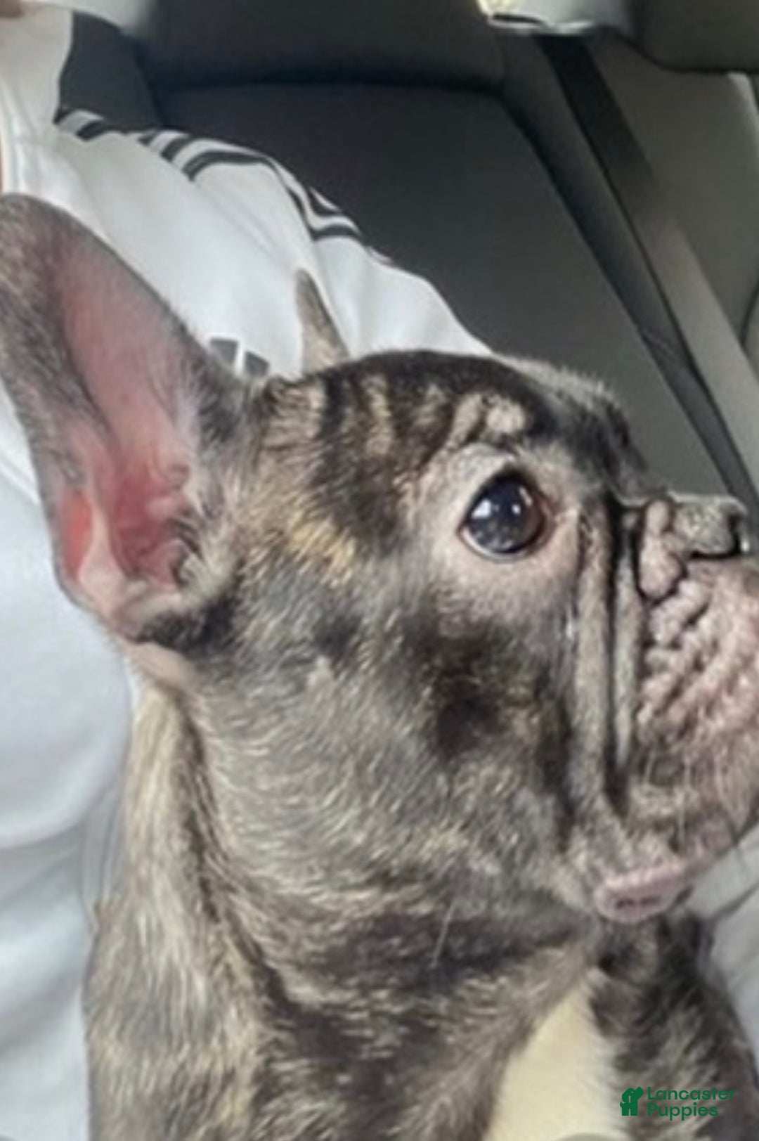 Mixed Breed dogs for sale: King  - Ad 7