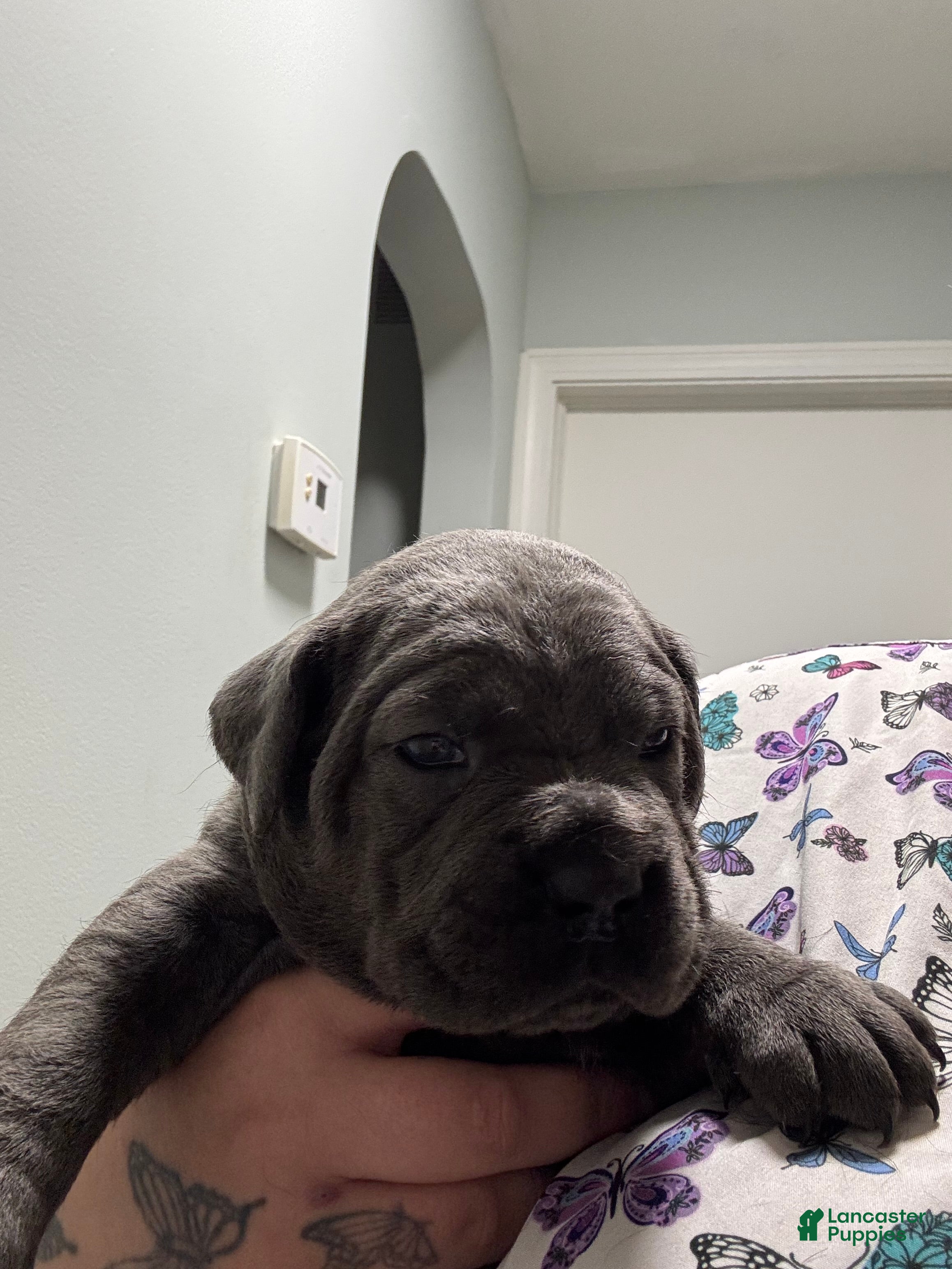 Cane Corso dogs Ruby - Ad 9