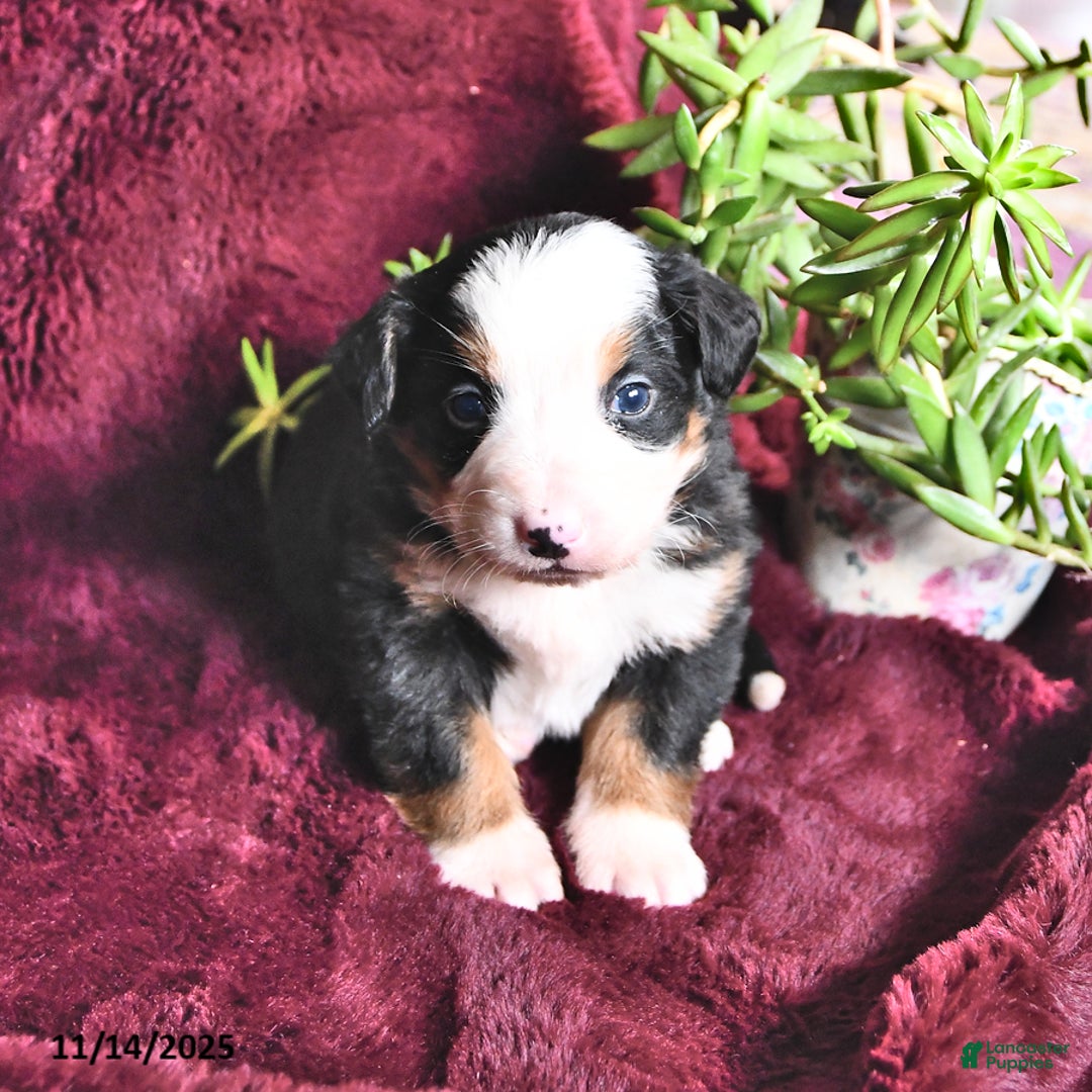 Bernese Mountain Dog dogs for sale: Jane - Ad 6
