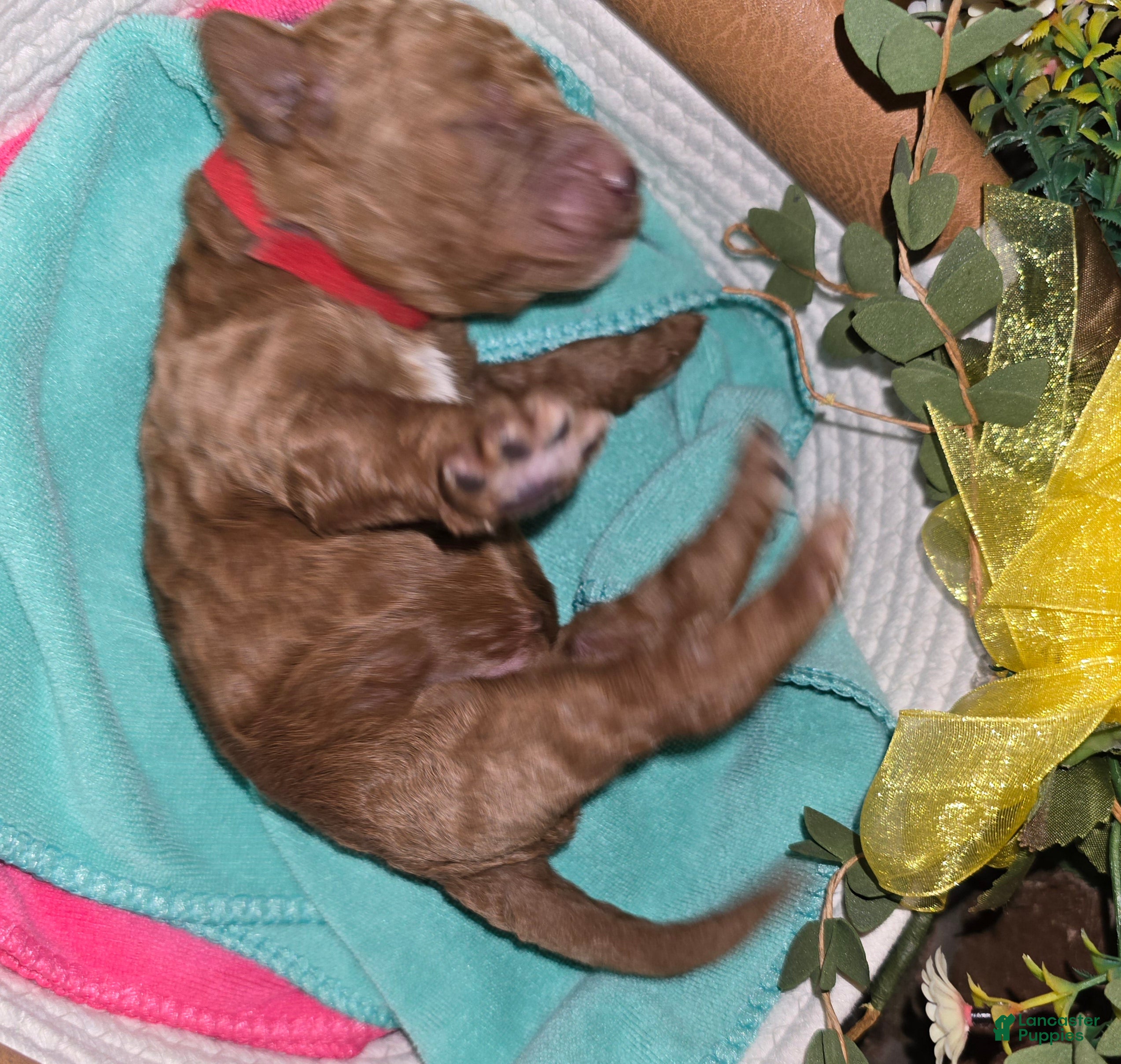 Goldendoodle dogs Goldendoodle Puppy 3 - Ad 33