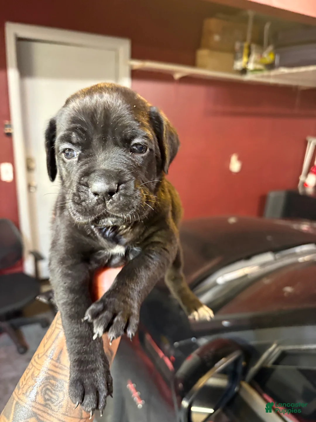 Cane Corso dogs for sale: Cane Corso Puppy 9 - Ad 1