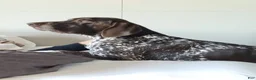 German Shorthaired Pointer dogs for sale: German Shorthaired Pointer 1 - Ad 5