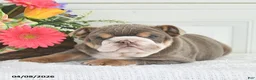 English Bulldog dogs for sale: Zelda - Ad 5