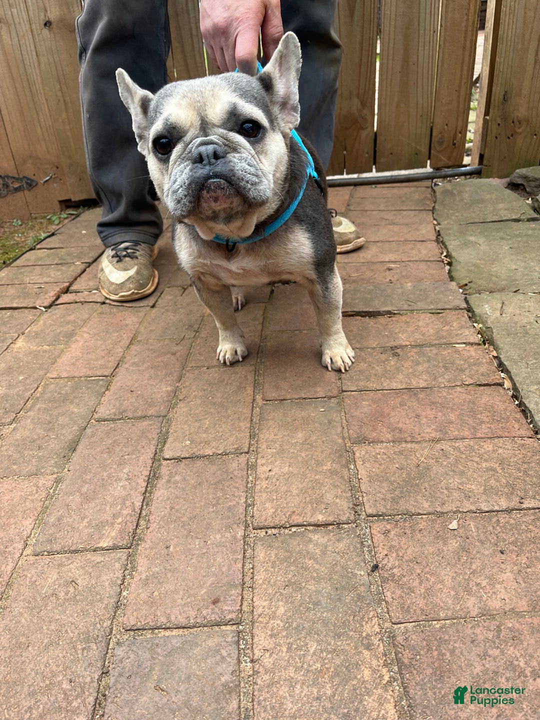 French Bulldog dogs for sale: French Bulldog Puppy 1 - Ad 5