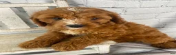 Cavapoo dogs for sale: Teddy - Ad 11