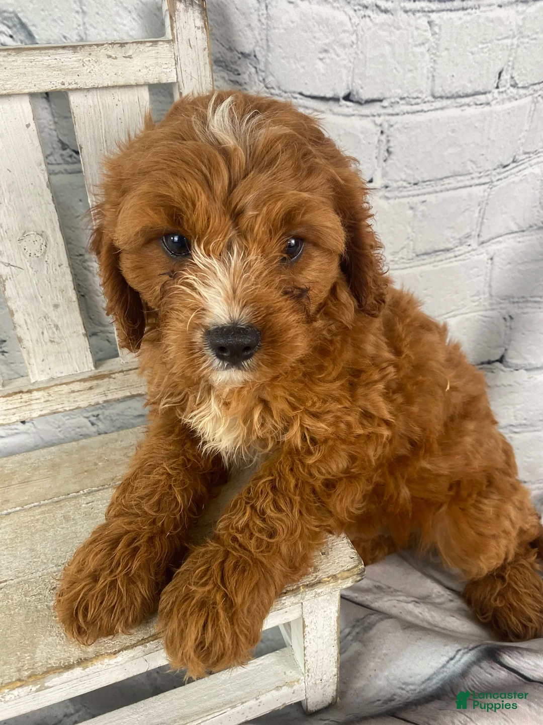 Cavapoo dogs for sale: Teddy - Ad 11