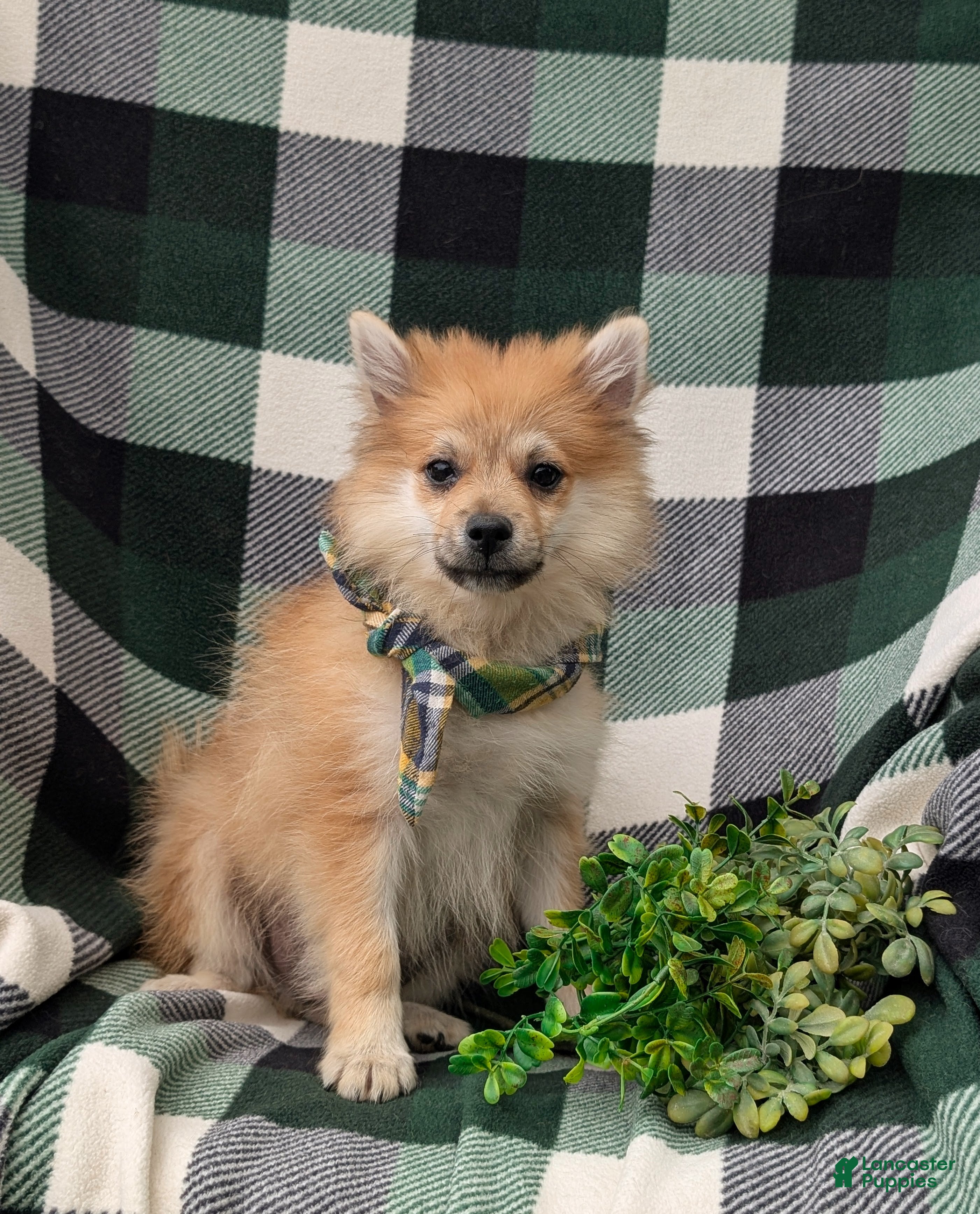 Pomeranian dogs Boone - Ad 2