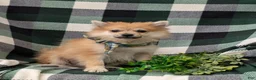 Pomeranian dogs for sale: Boone - Ad 2