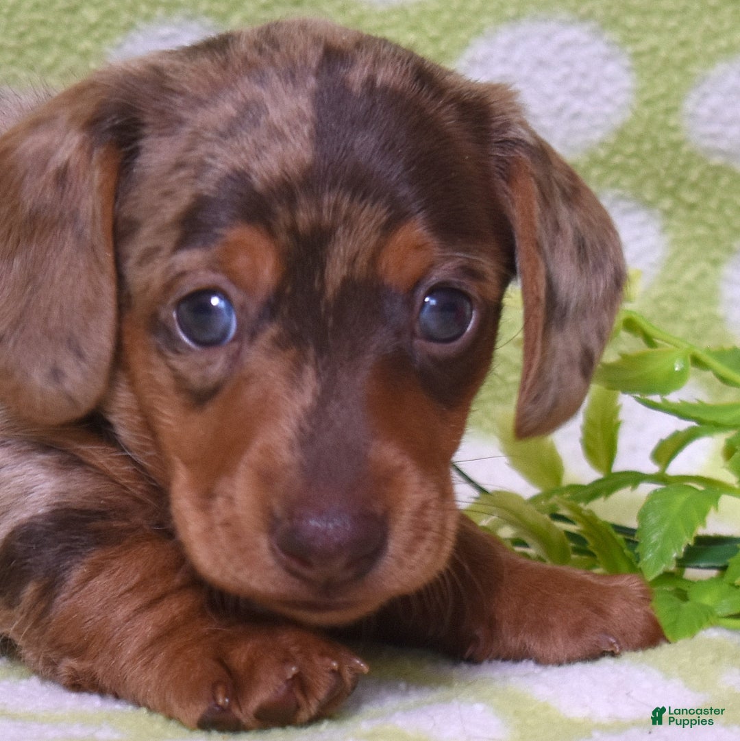 Miniature Dachshund dogs for sale: Wilma  - Ad 5