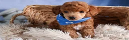 Toy Poodle dogs for sale: Tucker - Ad 27