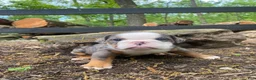English Bulldog dogs for sale: Merle - Ad 4