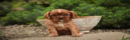 Cavalier King Charles Spaniel dogs for sale: Augie Cavalier King Charles Spaniel  - Ad 5