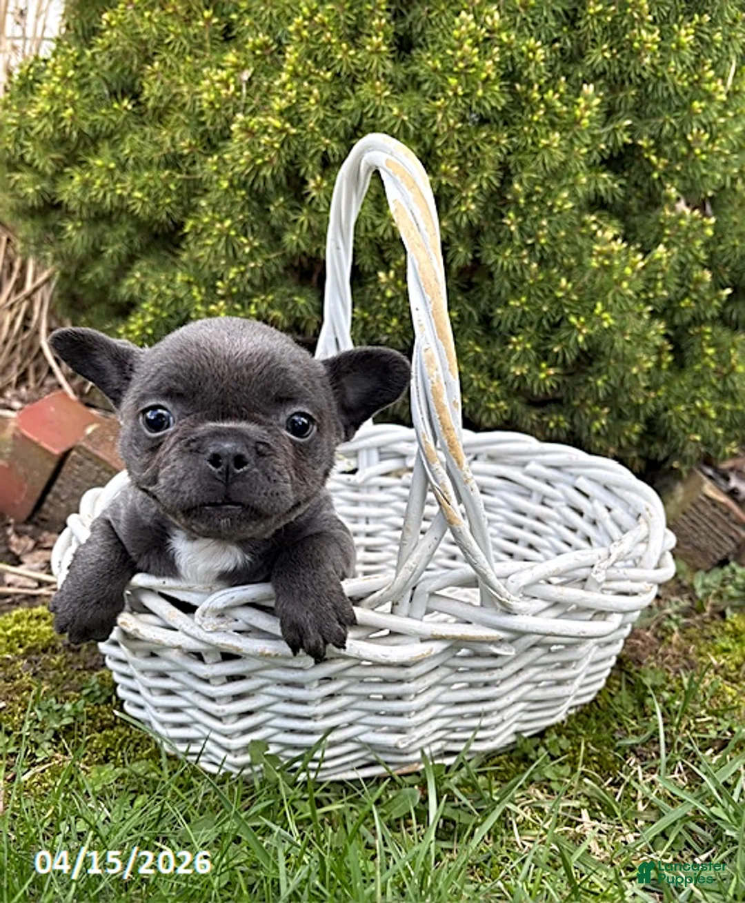 French Bulldog dogs for sale: Gigi - Ad 1