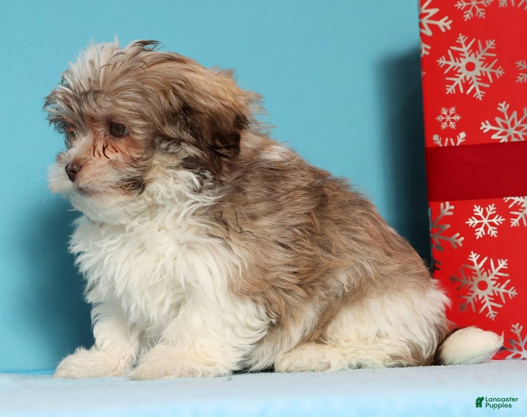 Havanese dogs for sale: Drew - Ad 3